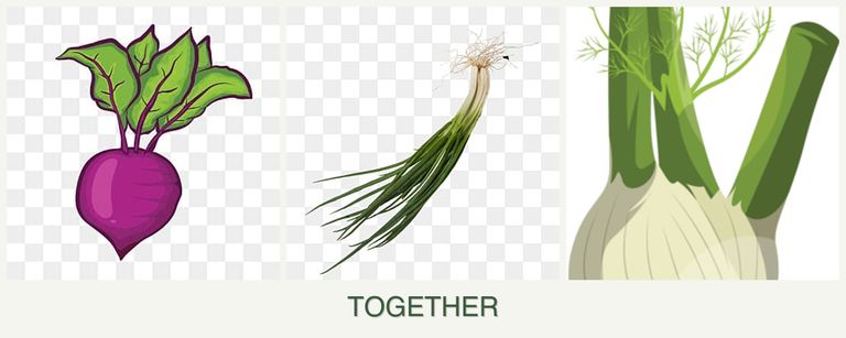 Can you plant beets, chives and fennel together?