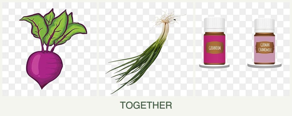 Can you plant beets, chives and geraniums together?