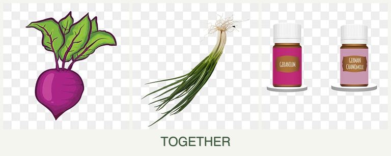 Can you plant beets, chives and geraniums together?