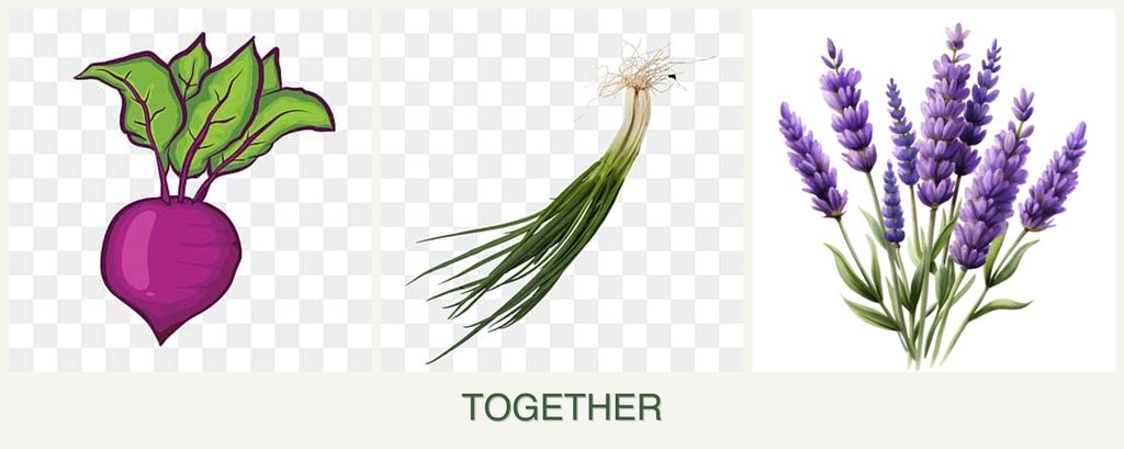 Can you plant beets, chives and lavender together?