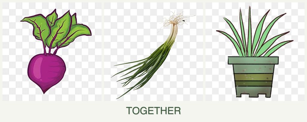 Can you plant beets, chives and lemongrass together?