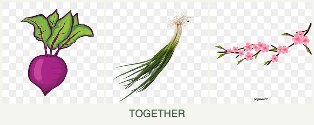 Can you plant beets, chives and peaches together?