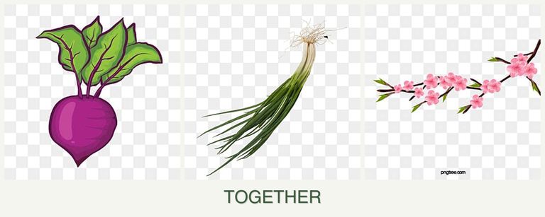Can you plant beets, chives and peaches together?