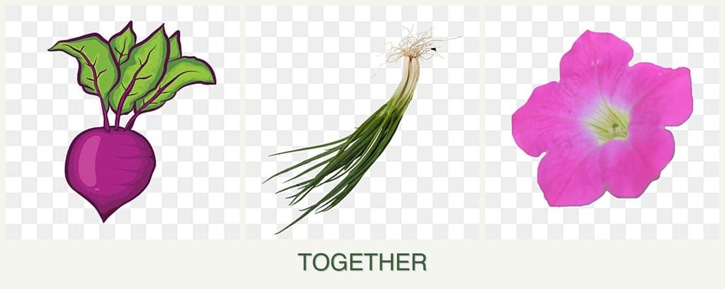 Can you plant beets, chives and petunias together?