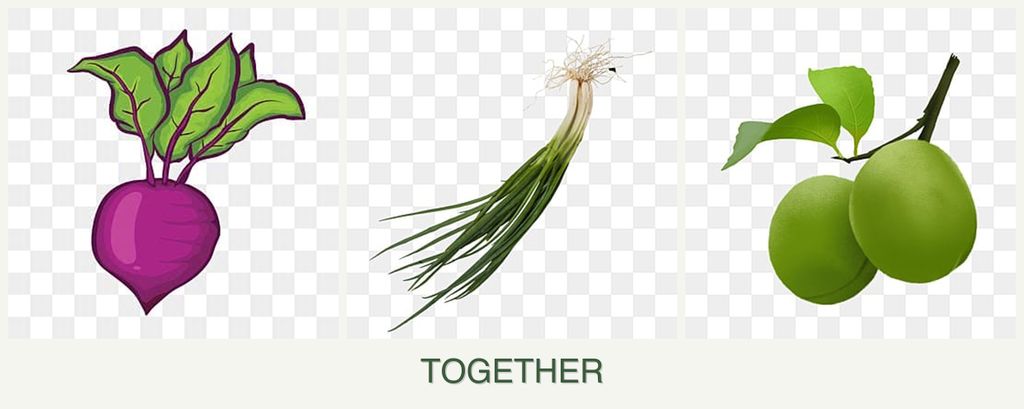 Can you plant beets, chives and plums together?