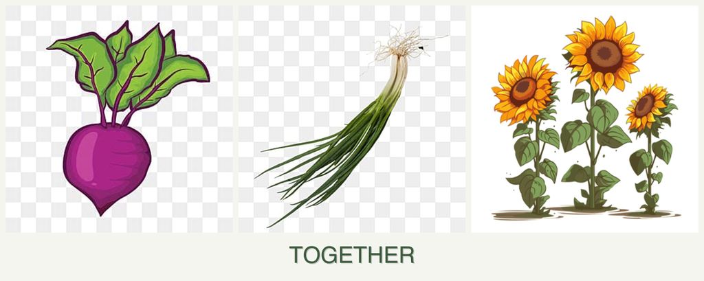 Can you plant beets, chives and sunflowers together?