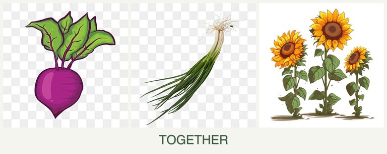 Can you plant beets, chives and sunflowers together?