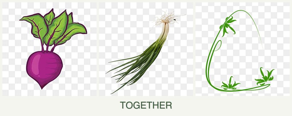 Can you plant beets, chives and tarragon together?