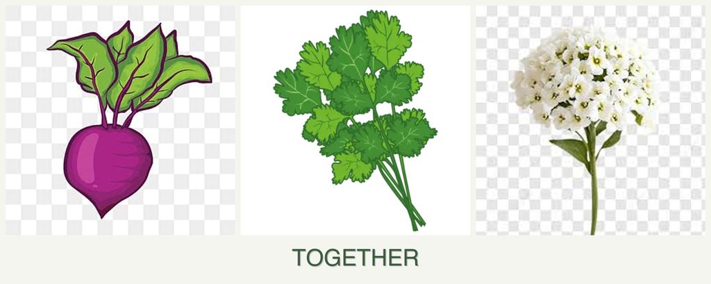 Can you plant beets, cilantro and alyssum together?