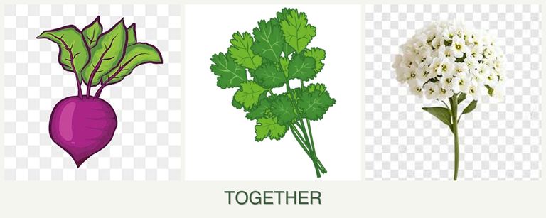 Can you plant beets, cilantro and alyssum together?