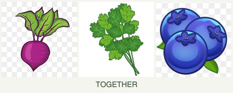 Can you plant beets, cilantro and blueberries together?