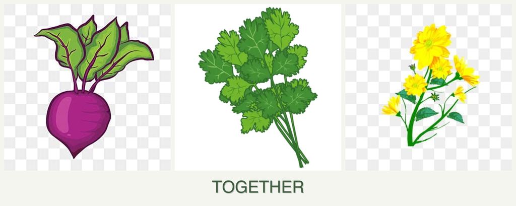 Can you plant beets, cilantro and calendula together?