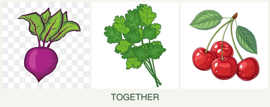 Can you plant beets, cilantro and cherries together?