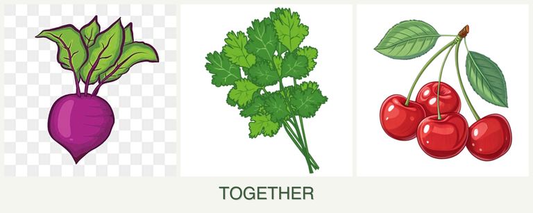 Can you plant beets, cilantro and cherries together?