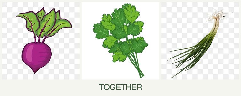 Can you plant beets, cilantro and chives together?