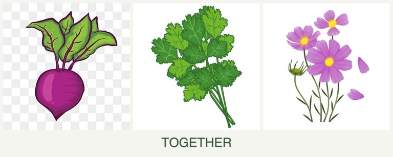 Can you plant beets, cilantro and cosmos together?
