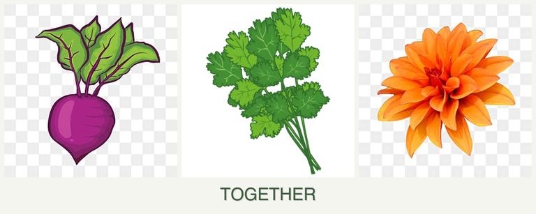 Can you plant beets, cilantro and dahlias together?