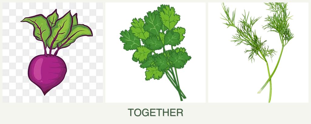 Can you plant beets, cilantro and dill together?