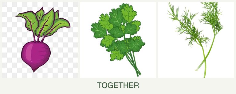 Can you plant beets, cilantro and dill together?