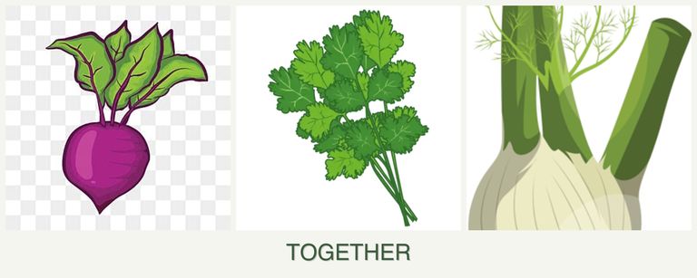 Can you plant beets, cilantro and fennel together?