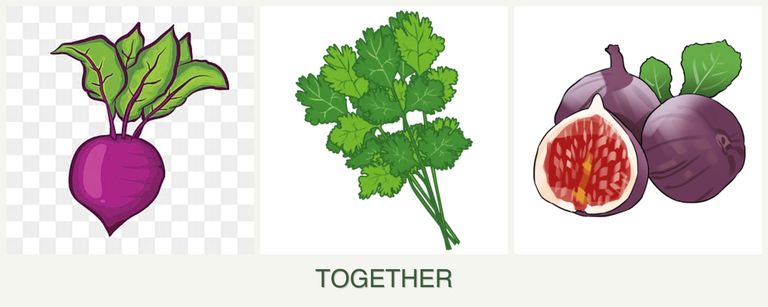 Can you plant beets, cilantro and figs together?