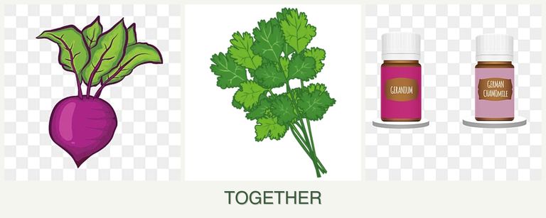 Can you plant beets, cilantro and geraniums together?