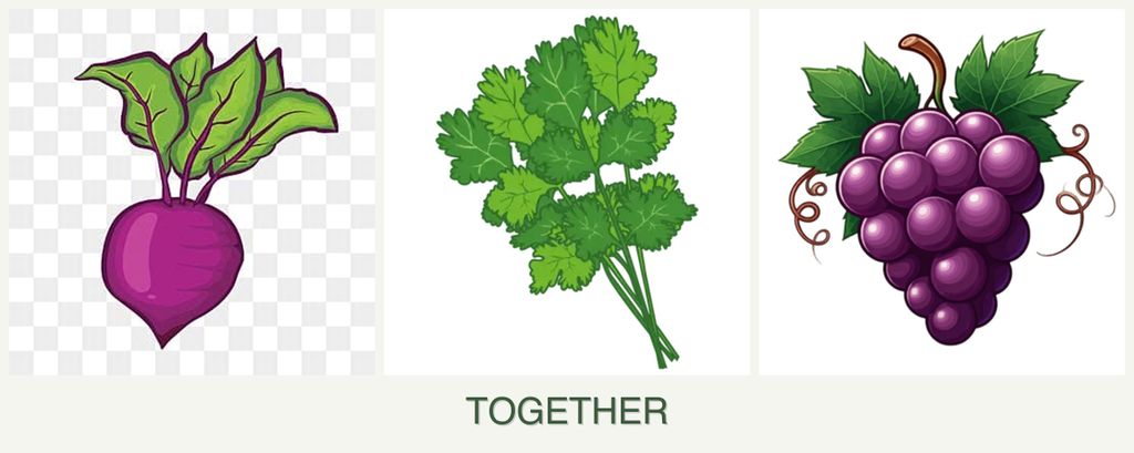 Can you plant beets, cilantro and grapes together?