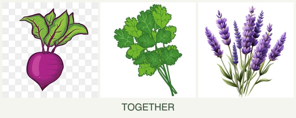Can you plant beets, cilantro and lavender together?