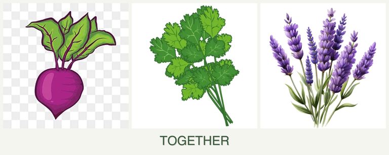 Can you plant beets, cilantro and lavender together?