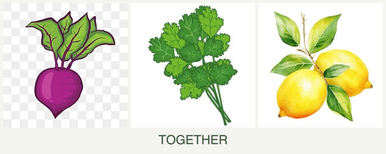 Can you plant beets, cilantro and lemons together?