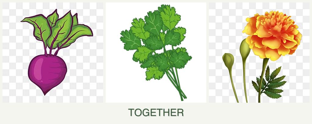 Can you plant beets, cilantro and marigolds together?