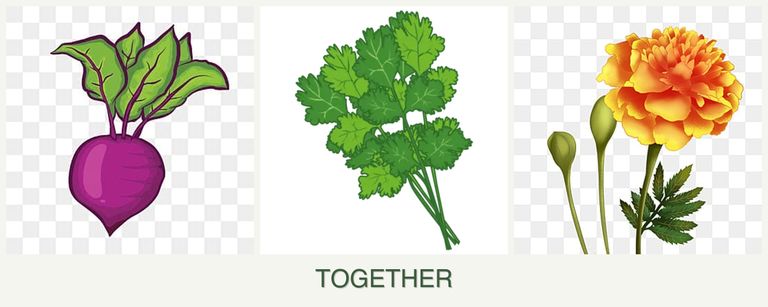 Can you plant beets, cilantro and marigolds together?
