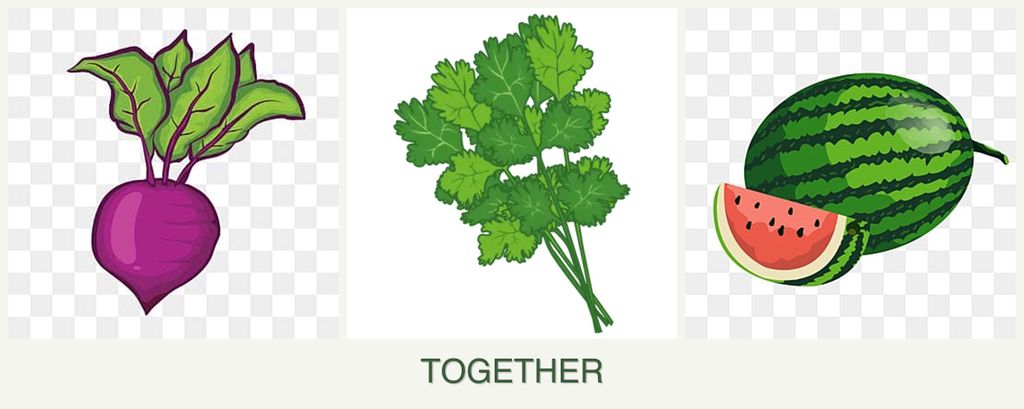Can you plant beets, cilantro and melons together?