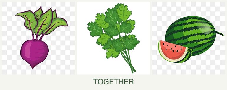 Can you plant beets, cilantro and melons together?