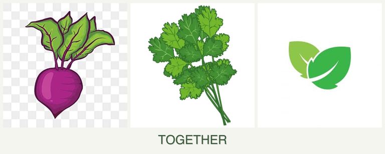 Can you plant beets, cilantro and mint together?