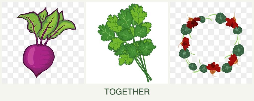 Can you plant beets, cilantro and nasturtiums together?
