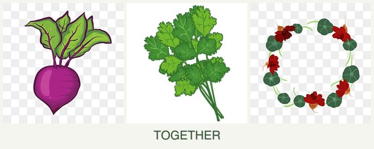 Can you plant beets, cilantro and nasturtiums together?