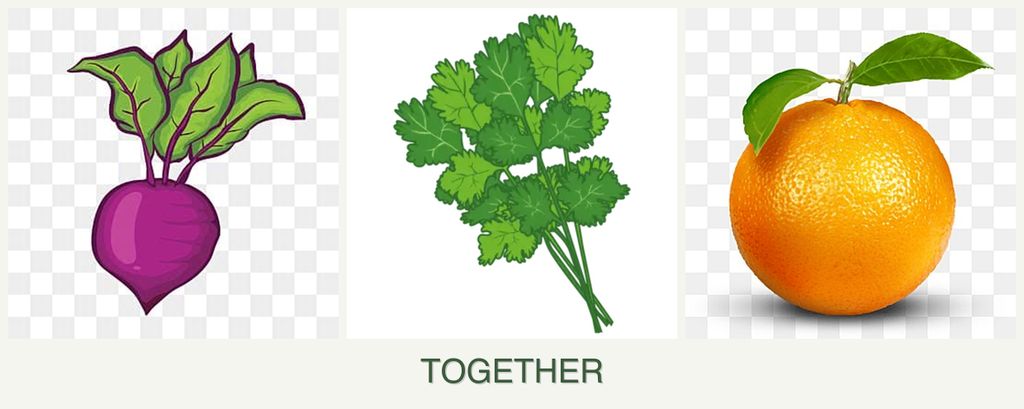 Can you plant beets, cilantro and oranges together?