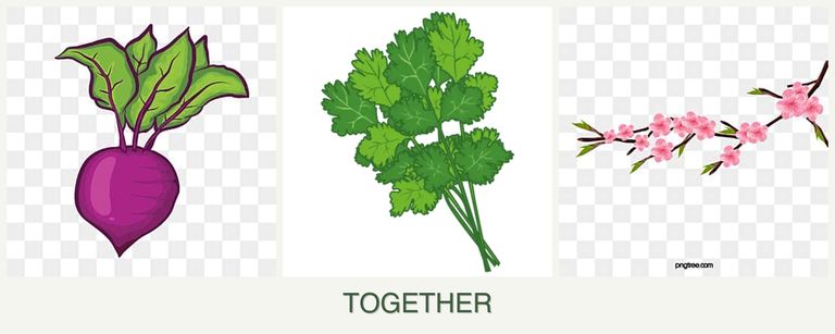 Can you plant beets, cilantro and peaches together?
