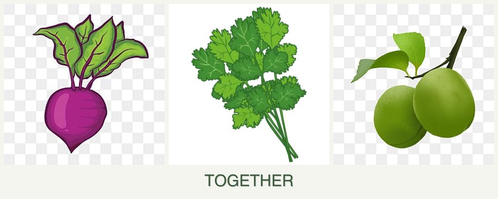 Can you plant beets, cilantro and plums together?