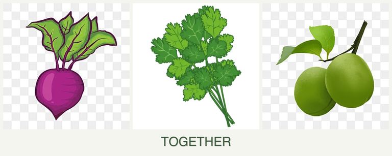 Can you plant beets, cilantro and plums together?