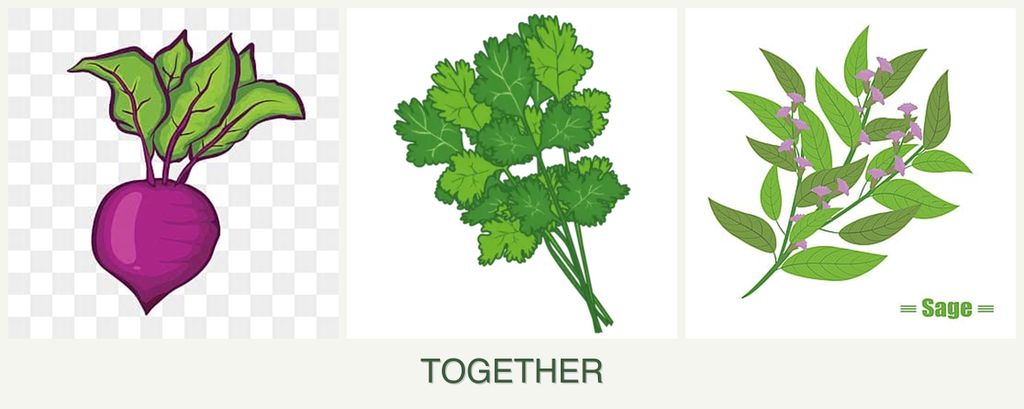 Can you plant beets, cilantro and sage together?