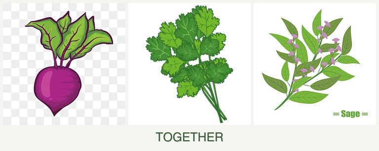 Can you plant beets, cilantro and sage together?