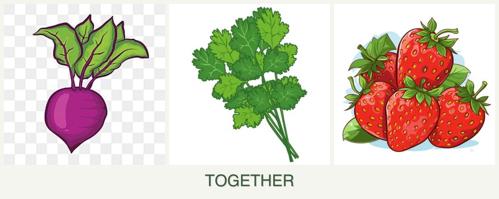 Can you plant beets, cilantro and strawberries together?