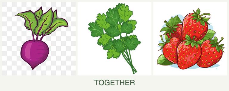 Can you plant beets, cilantro and strawberries together?