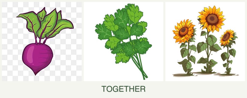 Can you plant beets, cilantro and sunflowers together?