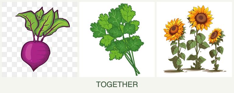 Can you plant beets, cilantro and sunflowers together?