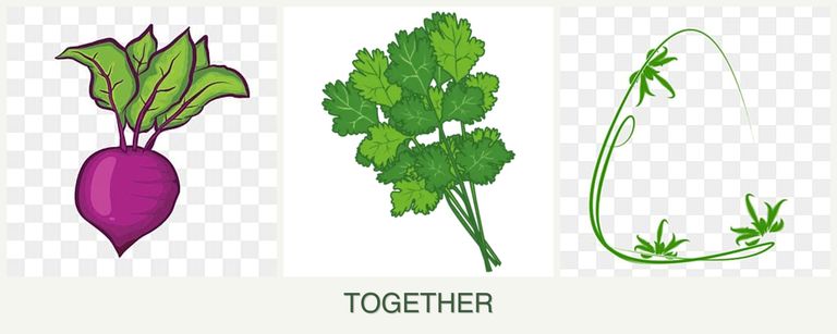 Can you plant beets, cilantro and tarragon together?