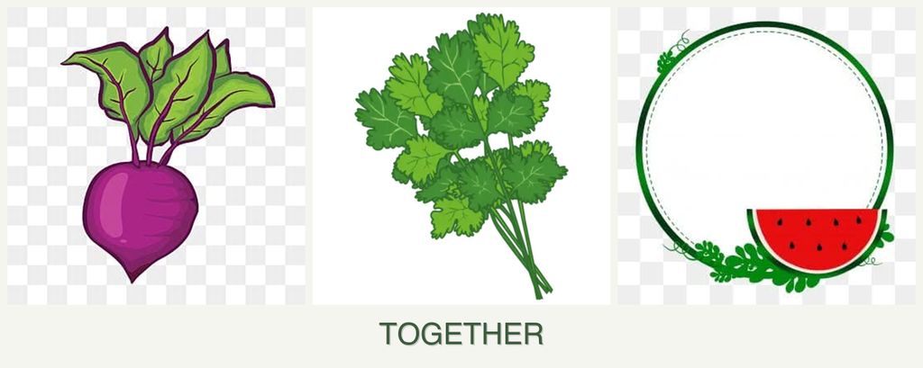 Can you plant beets, cilantro and watermelons together?