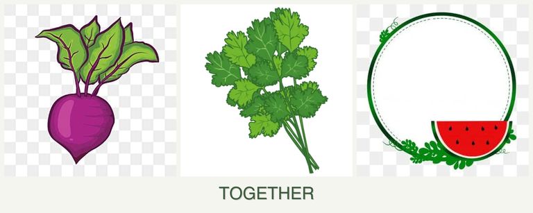 Can you plant beets, cilantro and watermelons together?